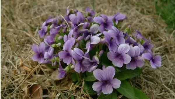 家庭紫花地丁盆栽养殖方法 紫花地丁如何移栽