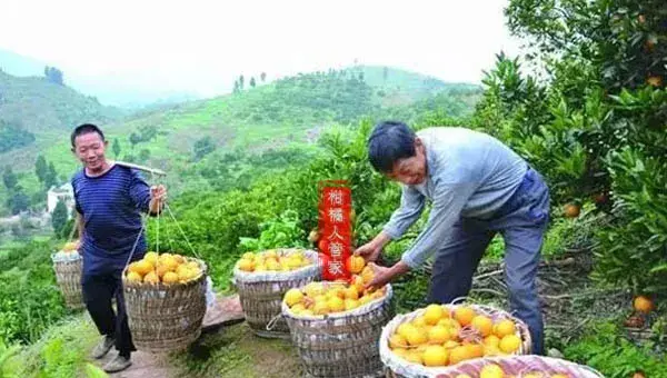 纽荷尔脐橙产地是哪里最好