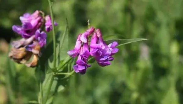 野菜歪头菜高产栽培技术 歪头菜繁殖方法