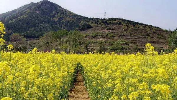 2018种油菜赚钱吗？油菜种植的利润与投资成本及前景预测