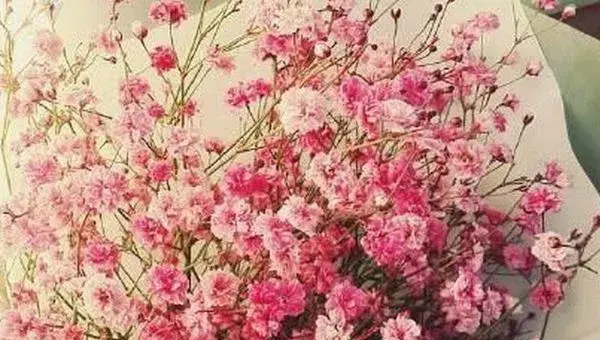 满天星种子怎么种（什么时候种） 满天星盆栽种植方法