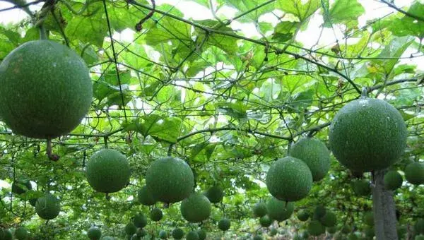 瓜蒌科学种植技术
