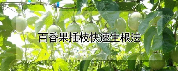 百香果插枝快速生根法