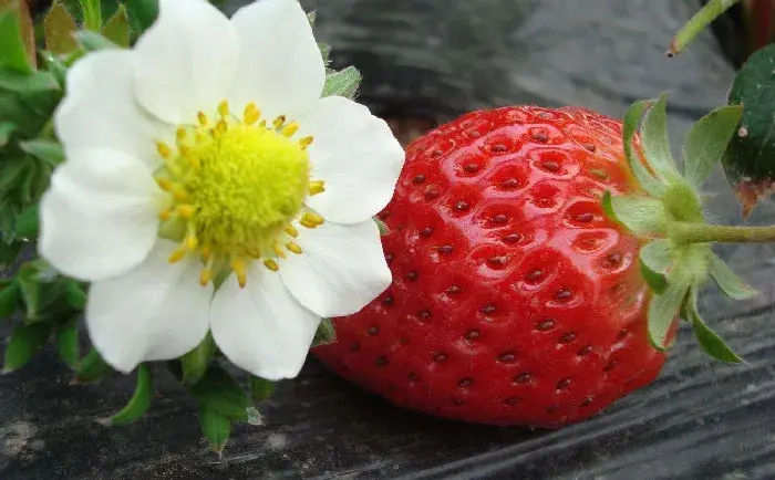 芸苔素锌硼二氢钾有什么作用？