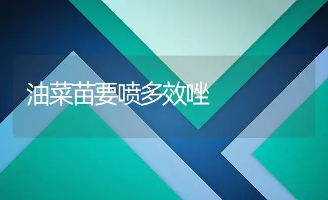 油菜苗要喷多效唑 | 植物资料