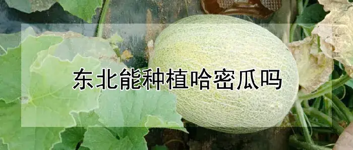 东北能种植哈密瓜吗