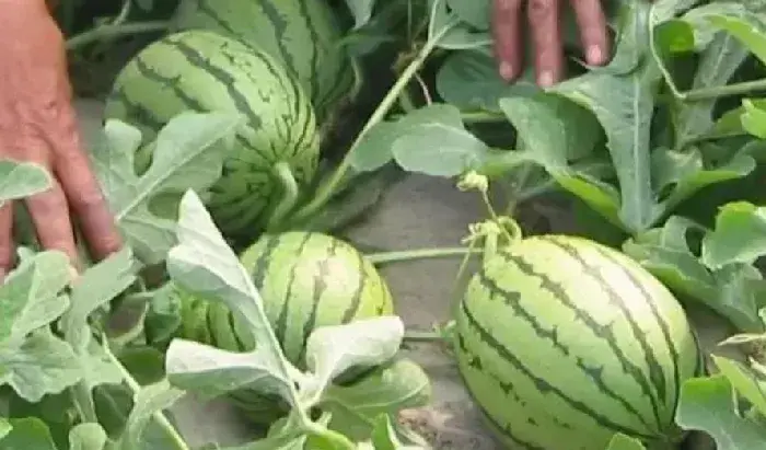 小型西瓜种植品种及田间管理技巧