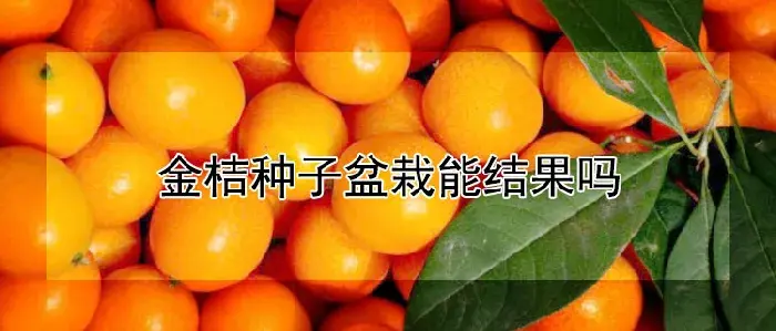 金桔种子盆栽能结果吗