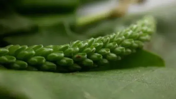 车前草种植经济效益怎样 车前草亩产多少斤