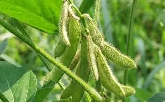 种的大豆为何会出现空荚？主要是这五大原因造成！