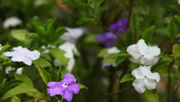 双色茉莉叶子发黄怎么办 双色茉莉不开花的解决方法