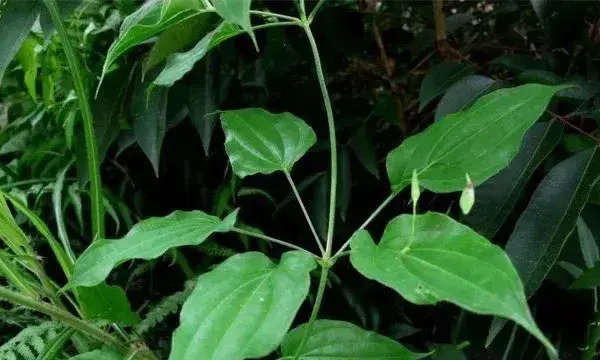 百部田间管理方法