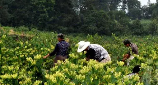 2017种金银花赚钱吗？2017种金银花前景及市场价格行情分析