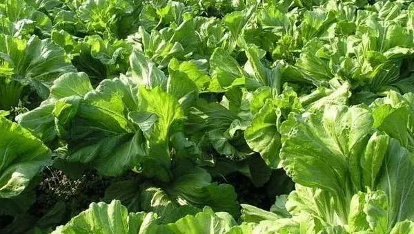 2018种芥菜赚钱吗？芥菜种植的利润与投资成本及前景预测