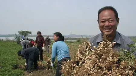 种花生饱果成熟期“四喷一排”促高产