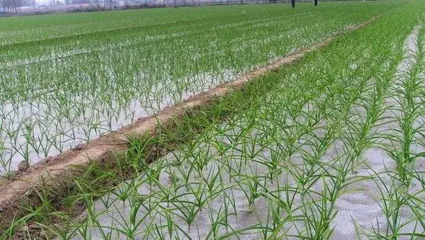 2018种大蒜赚钱吗？大蒜种植的利润与投资成本及前景预测