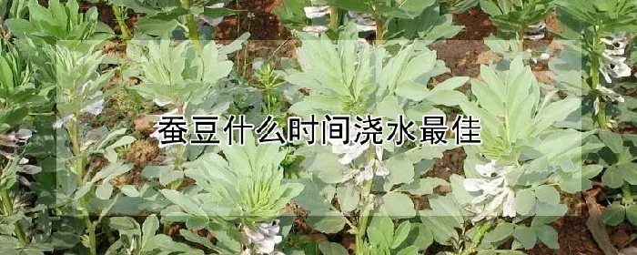 蚕豆什么时间浇水最佳