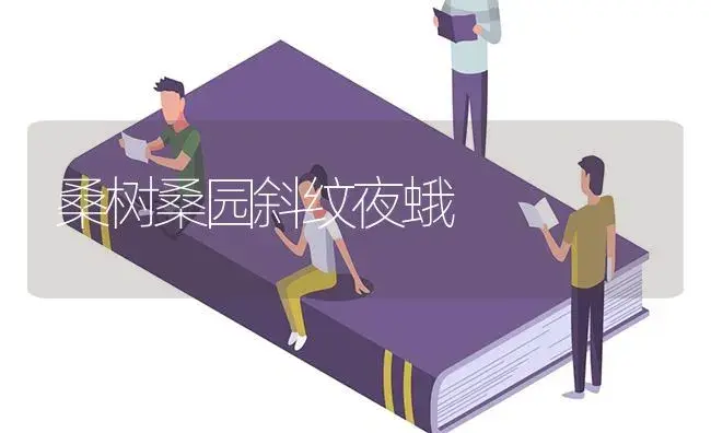 桑树桑园斜纹夜蛾 | 植物知识