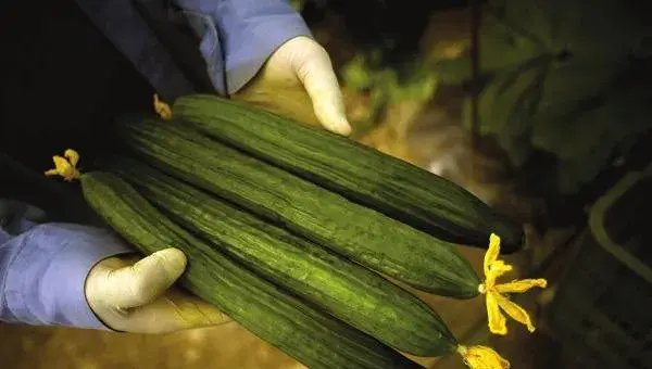 蔬菜种植时间表