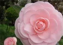 茶花介绍