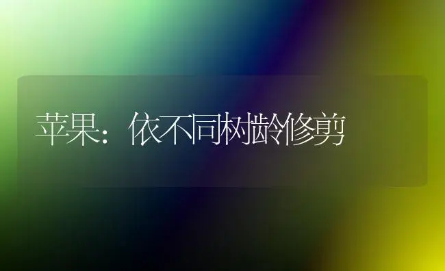 苹果：依不同树龄修剪 | 植物科普