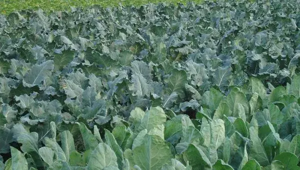 西兰花种植时间和方法，秋季播种春节后上市