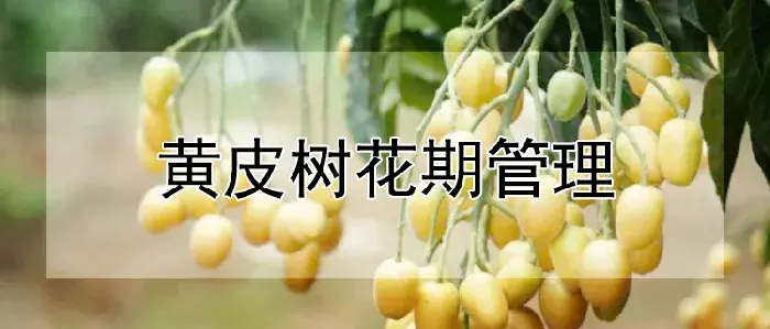 黄皮树花期管理