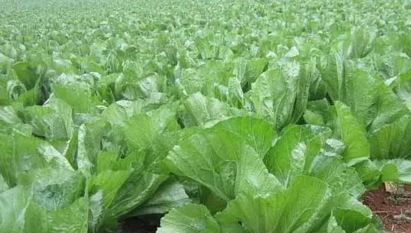 2018种芥菜赚钱吗？芥菜种植的利润与投资成本及前景预测