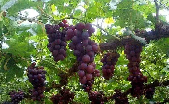 葡萄12月管理要点