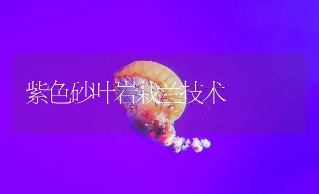紫色砂叶岩栽兰技术 | 植物知识