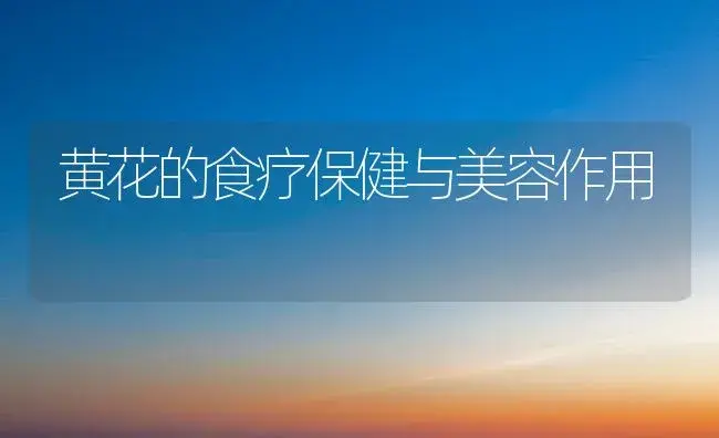 黄花的食疗保健与美容作用 | 植物科普