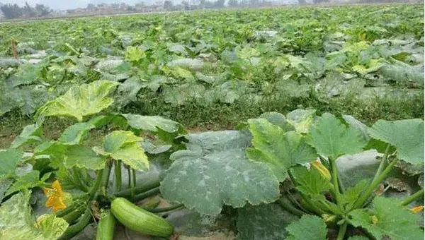 西葫芦栽培技术 露地西葫芦种植技术