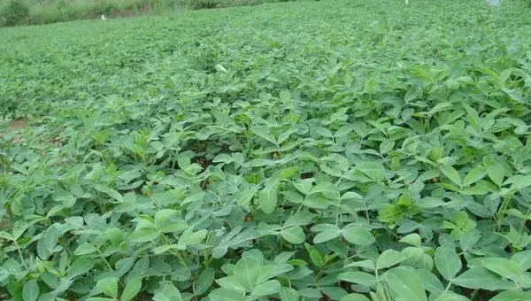 2018种花生赚钱吗？花生种植的利润与投资成本及前景预测