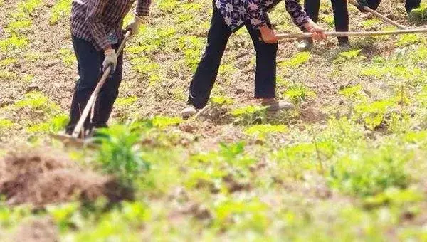 油葵种植技术和产量