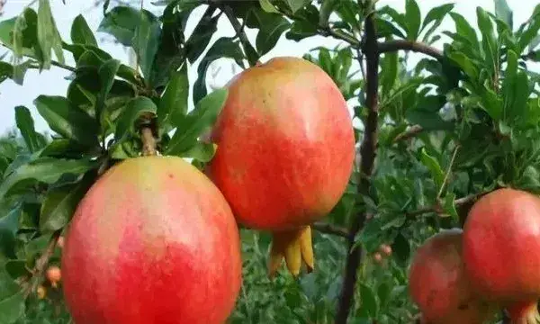 石榴成熟期管理要点