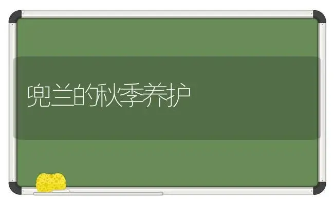 兜兰的秋季养护 | 植物科普