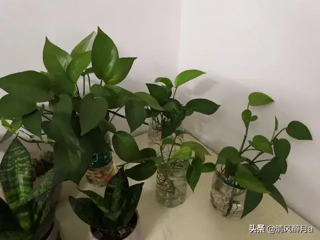 家里绿萝种植太多好吗？