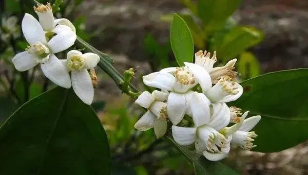 柑橘如何促芽促花促果？