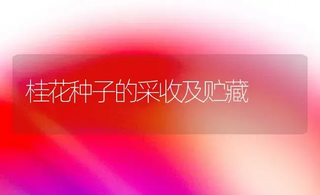 桂花种子的采收及贮藏 | 植物知识