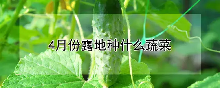 4月份露地种什么蔬菜