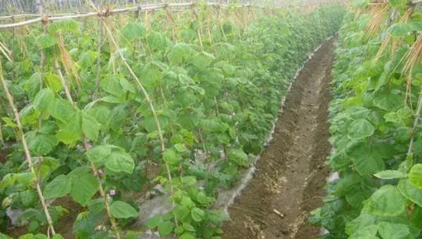 豆角种植栽培技术