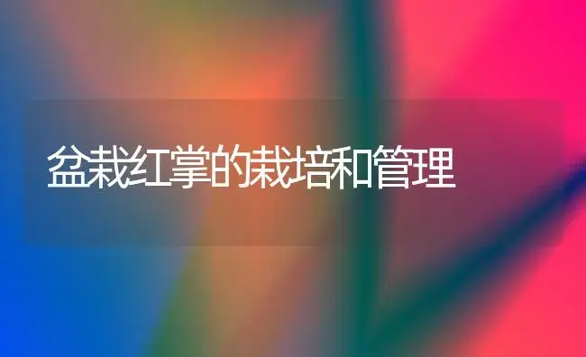 盆栽红掌的栽培和管理 | 植物科普