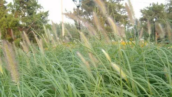 2018种狼尾草赚钱吗？狼尾草种植的利润与投资成本及前景预测