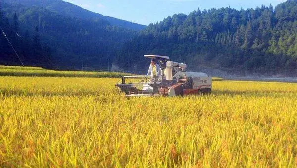 懒人稻什么时间种植 懒人稻一年收几次