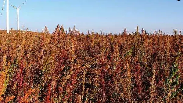 藜麦种植时间，一般在春末时节种植