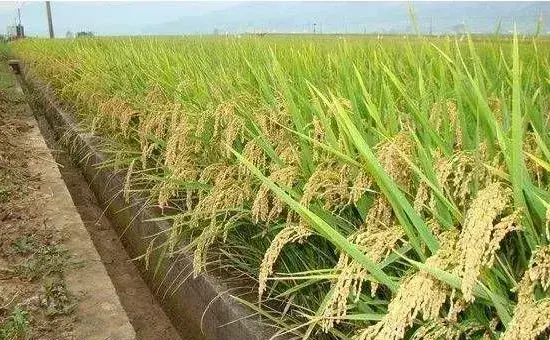 稻草还田的关键技术之五要点