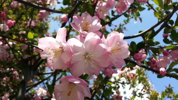 樱花树扦插繁殖方法 樱花怎么嫁接