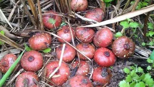 野地瓜种植方法技术