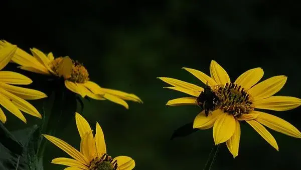 菊芋怎么种 菊芋种植方法与注意事项