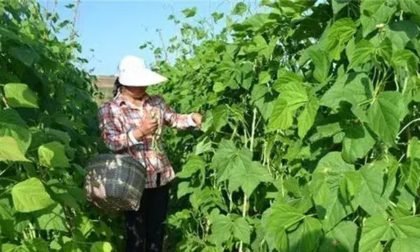 豆角采收期落叶原因及防治方法